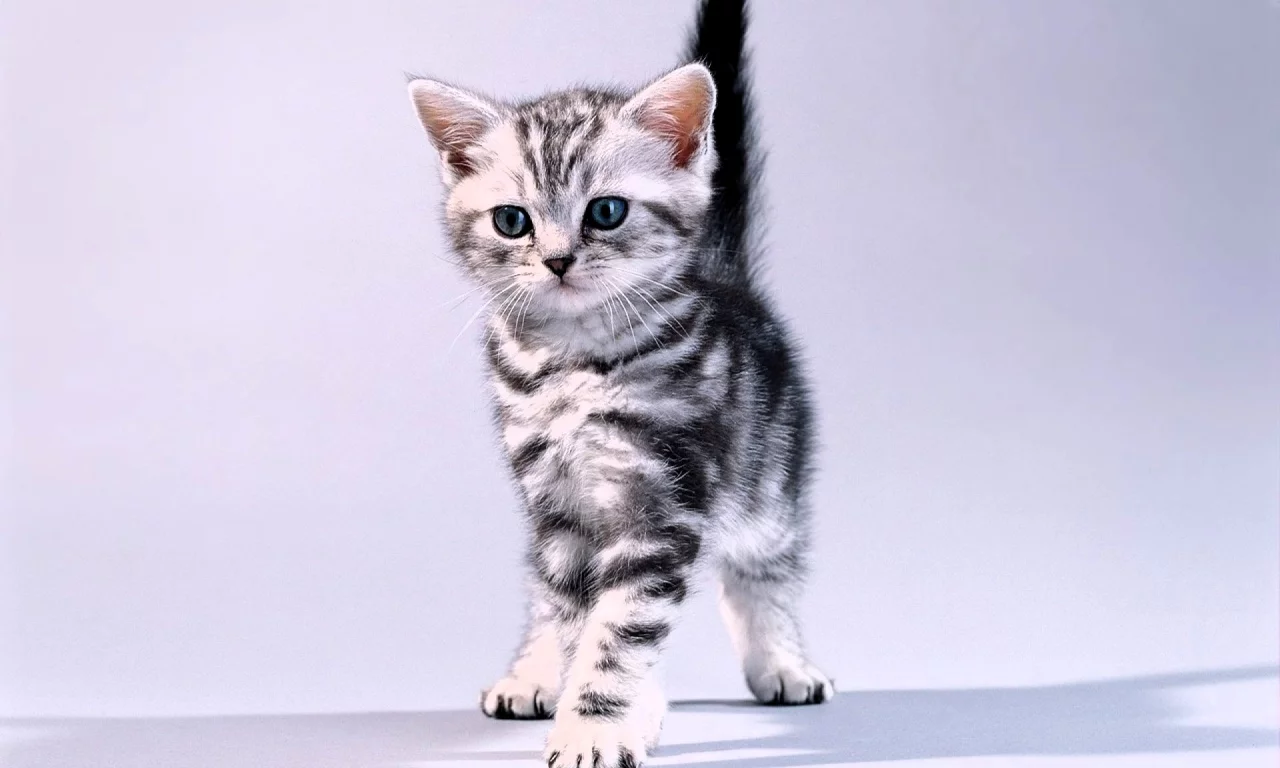 котёнок