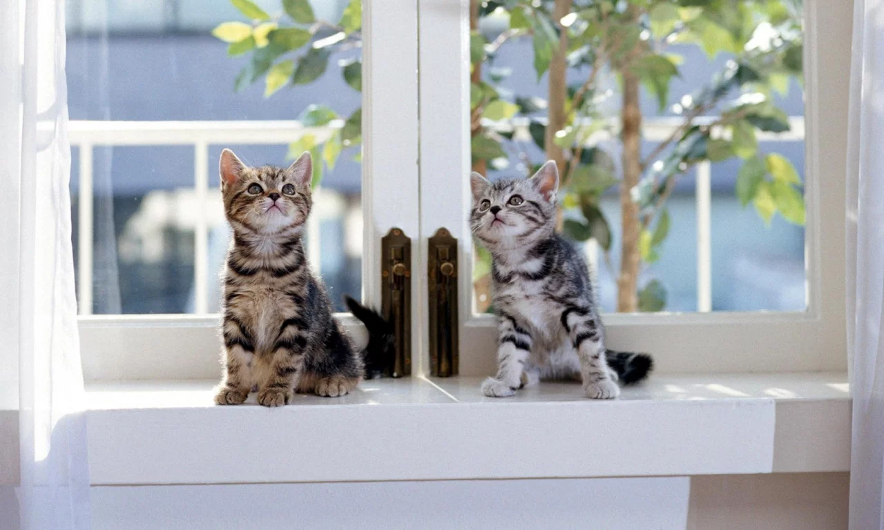 Котята
