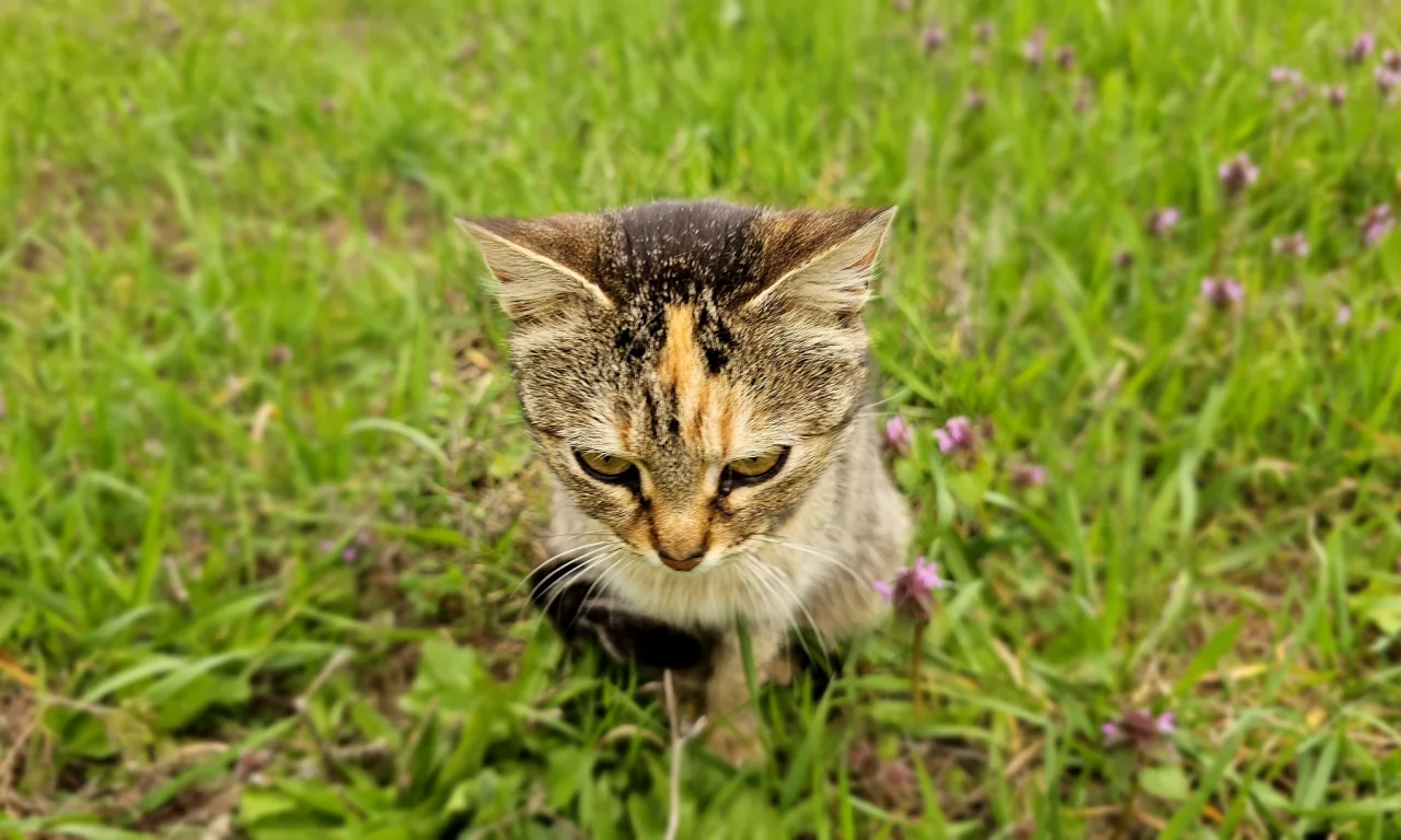 кошка