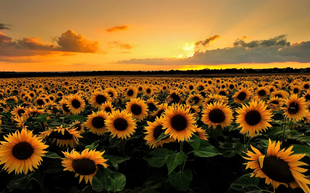 природа