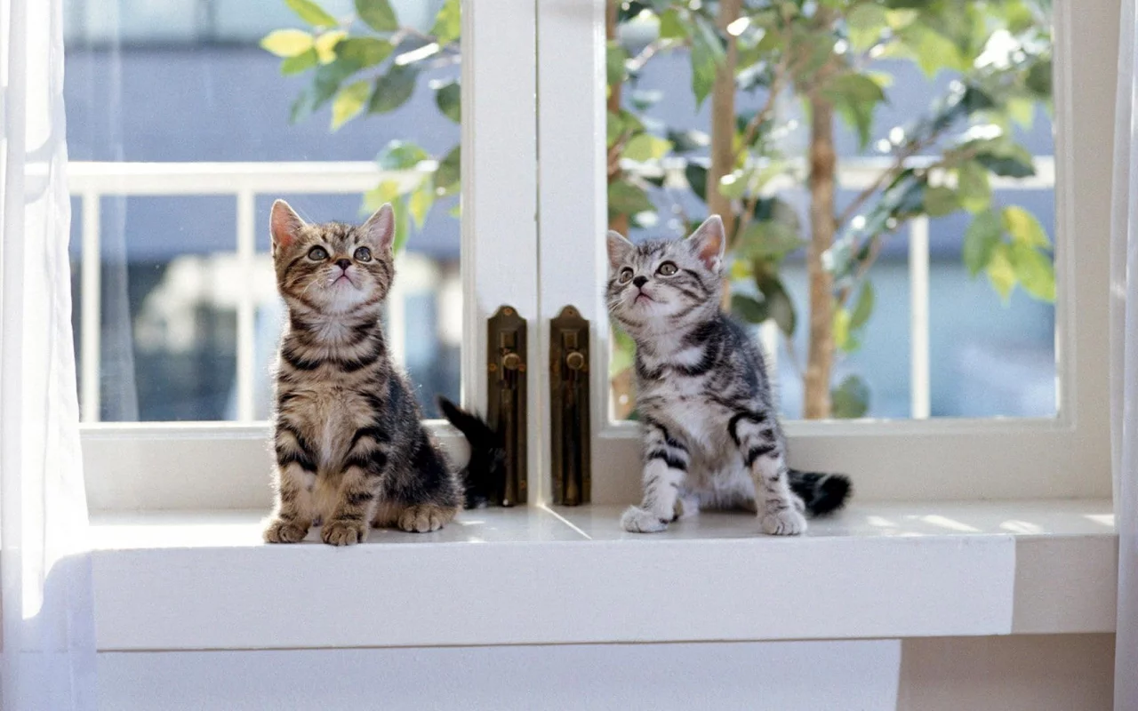 Котята
