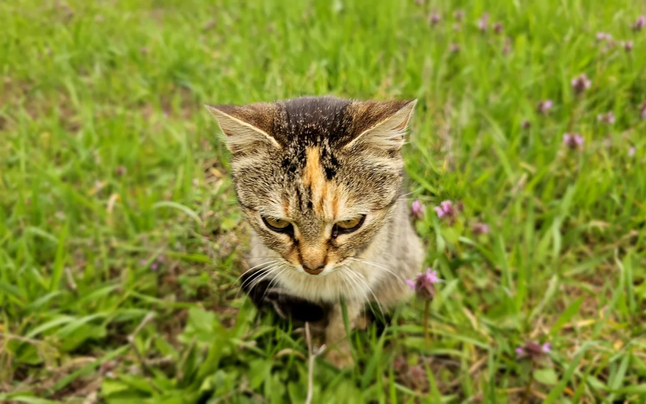 кошка