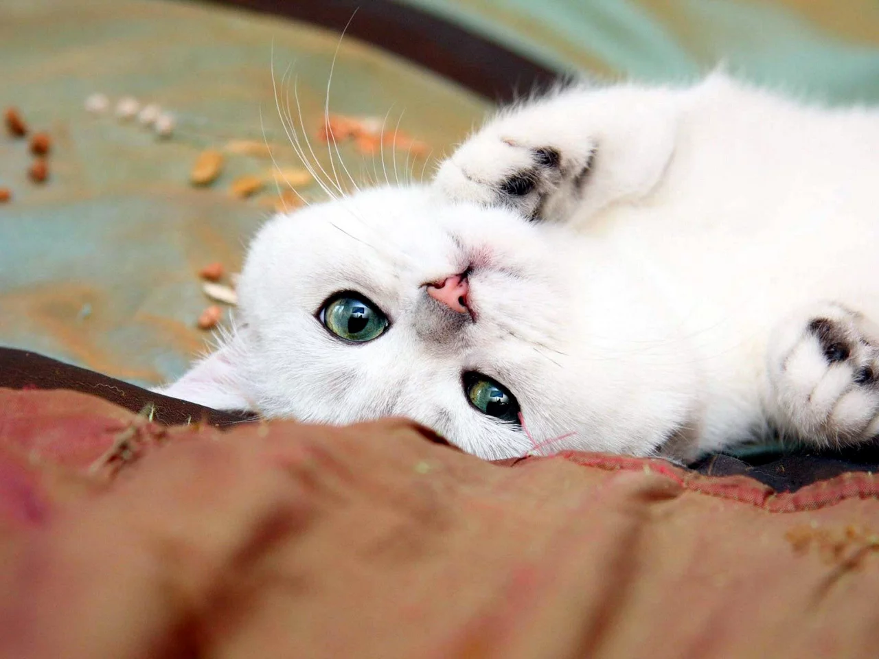 Кошка
