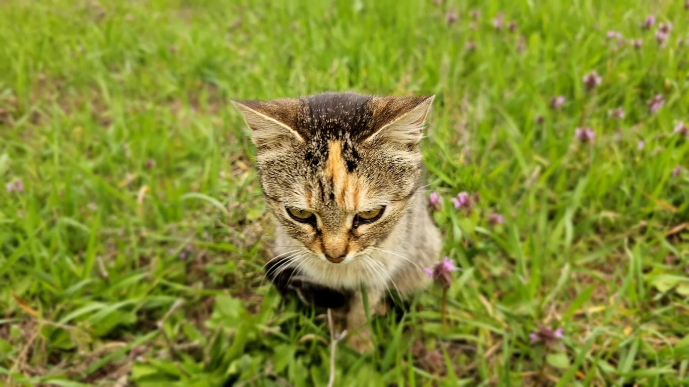 кошка
