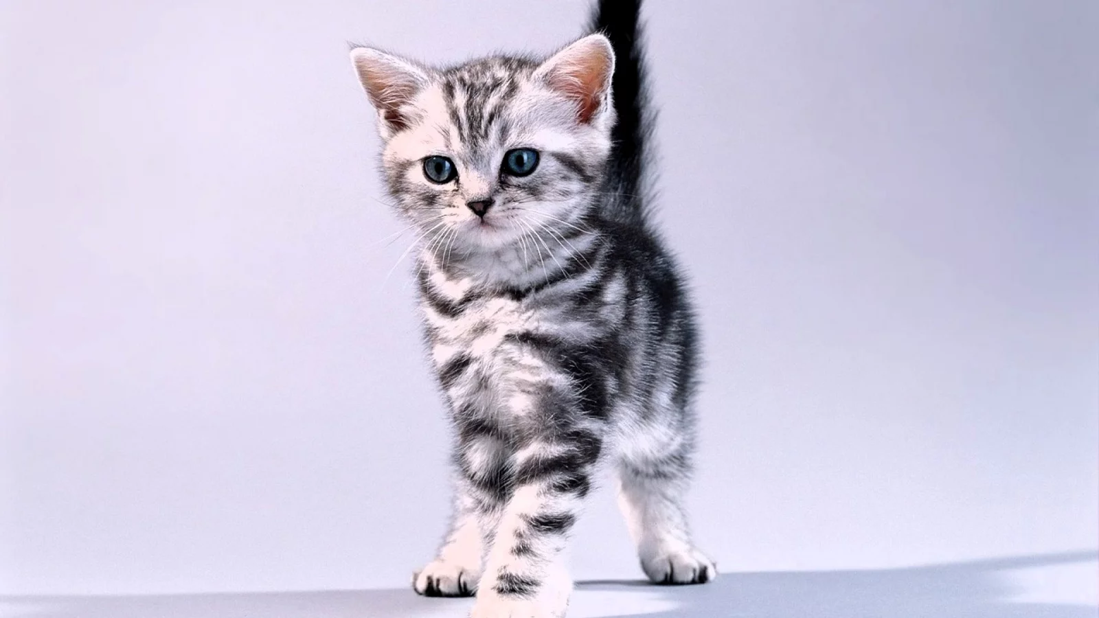 котёнок
