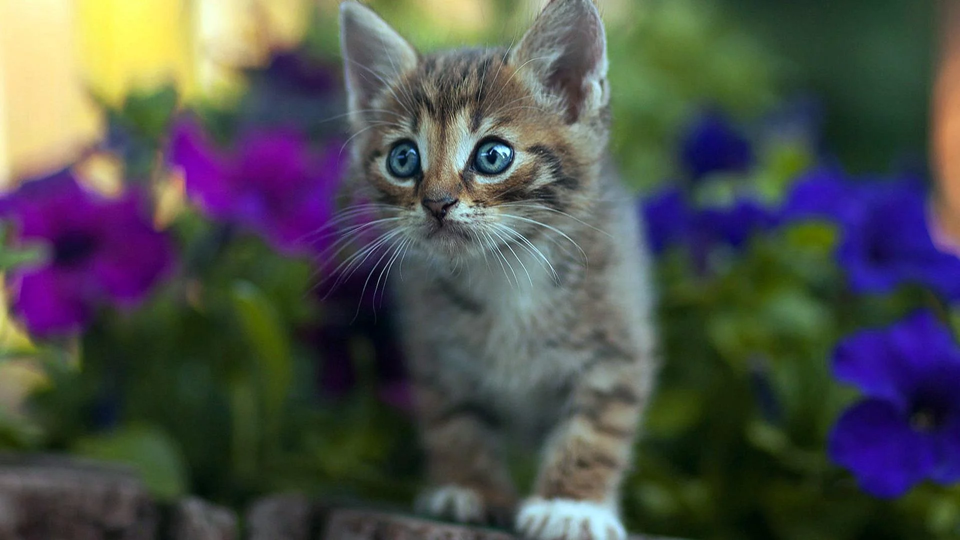 Котенок