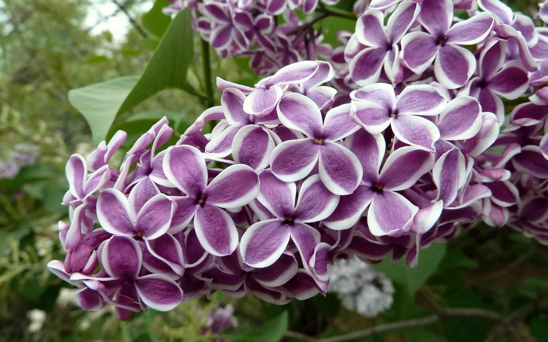 весна