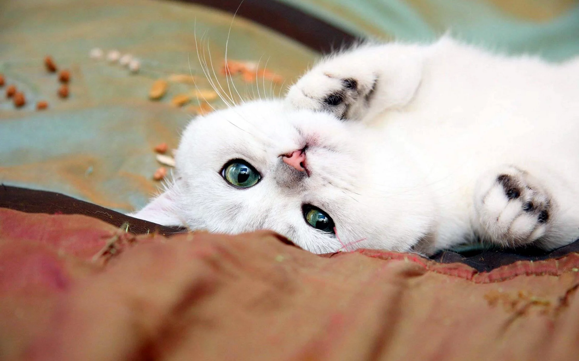 Кошка
