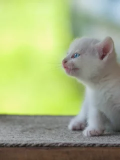 животное