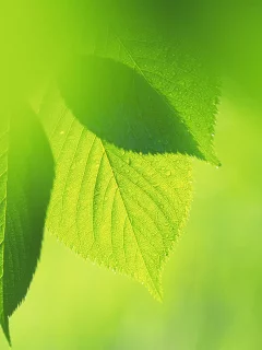 Листья