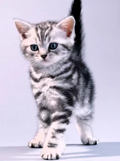 котёнок