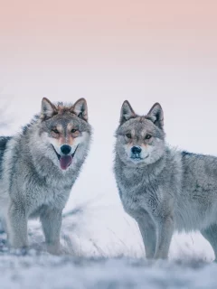 хищники