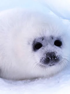Белёк