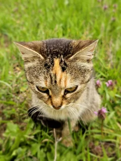 кошка