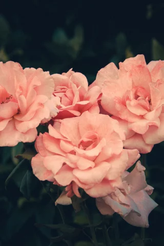 розы