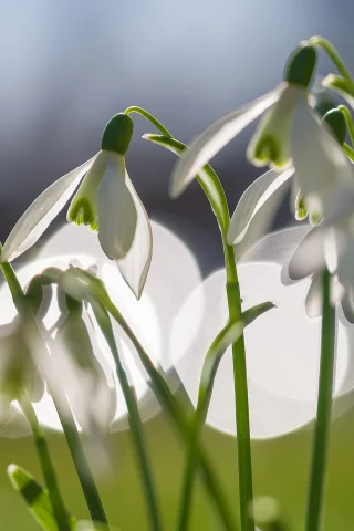 весна