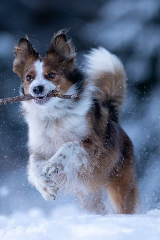собака