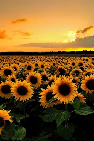 природа