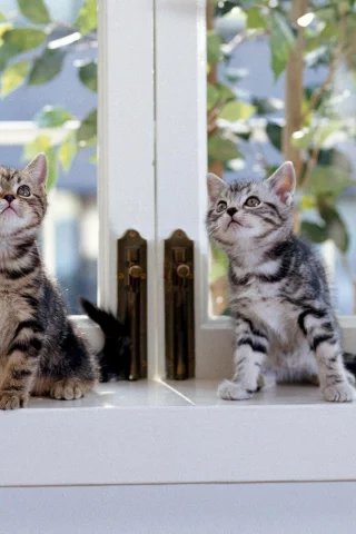 Котята