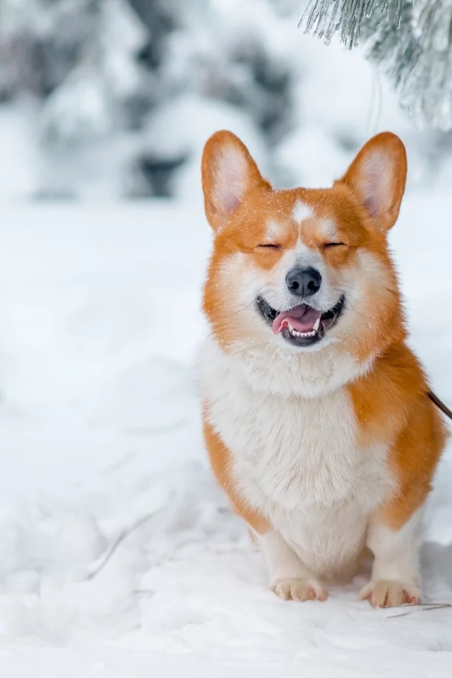 собака