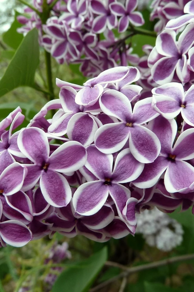 весна
