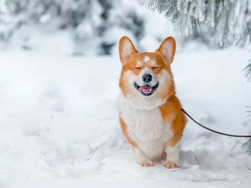 собака