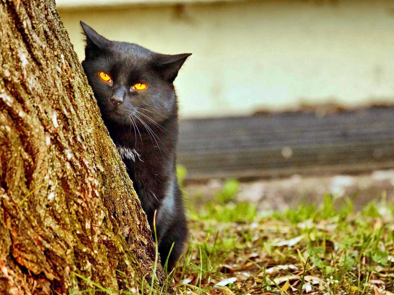 Кот