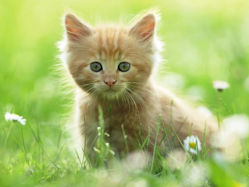 Котенок
