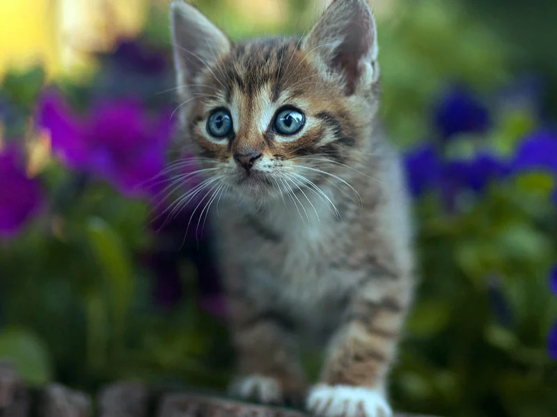 Котенок