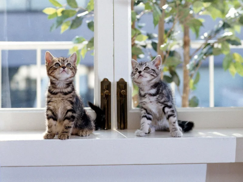 Котята