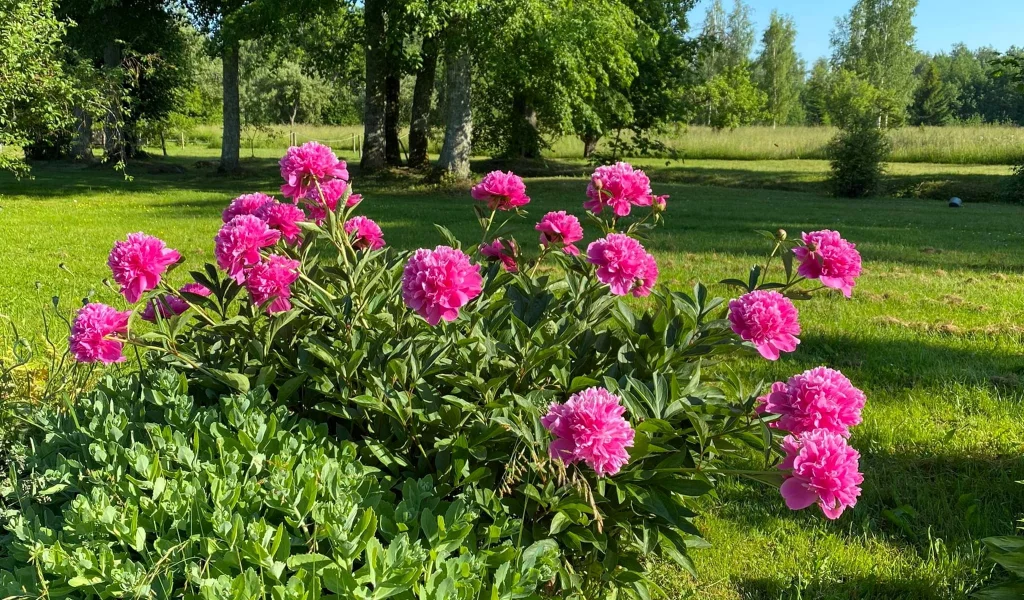 весна