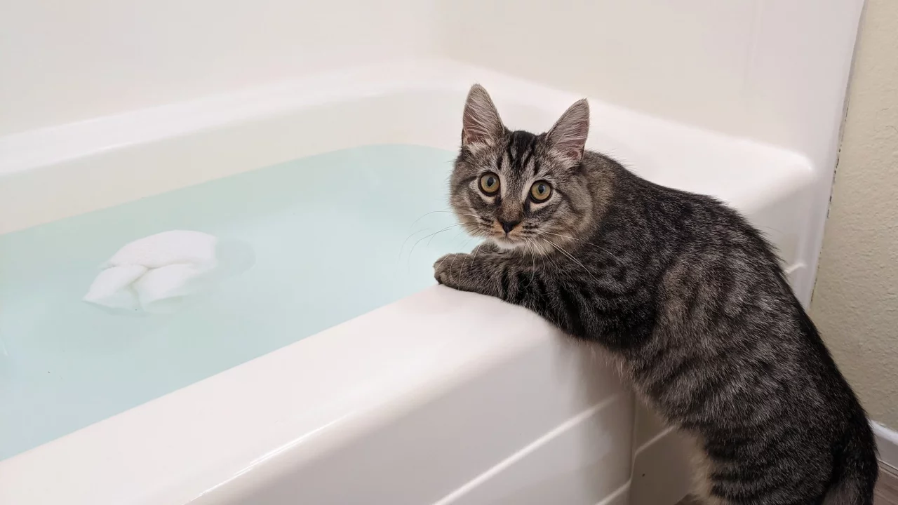 кот