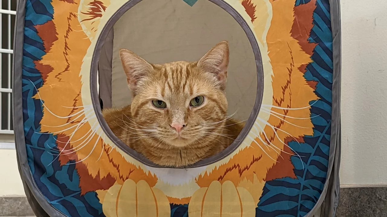кот