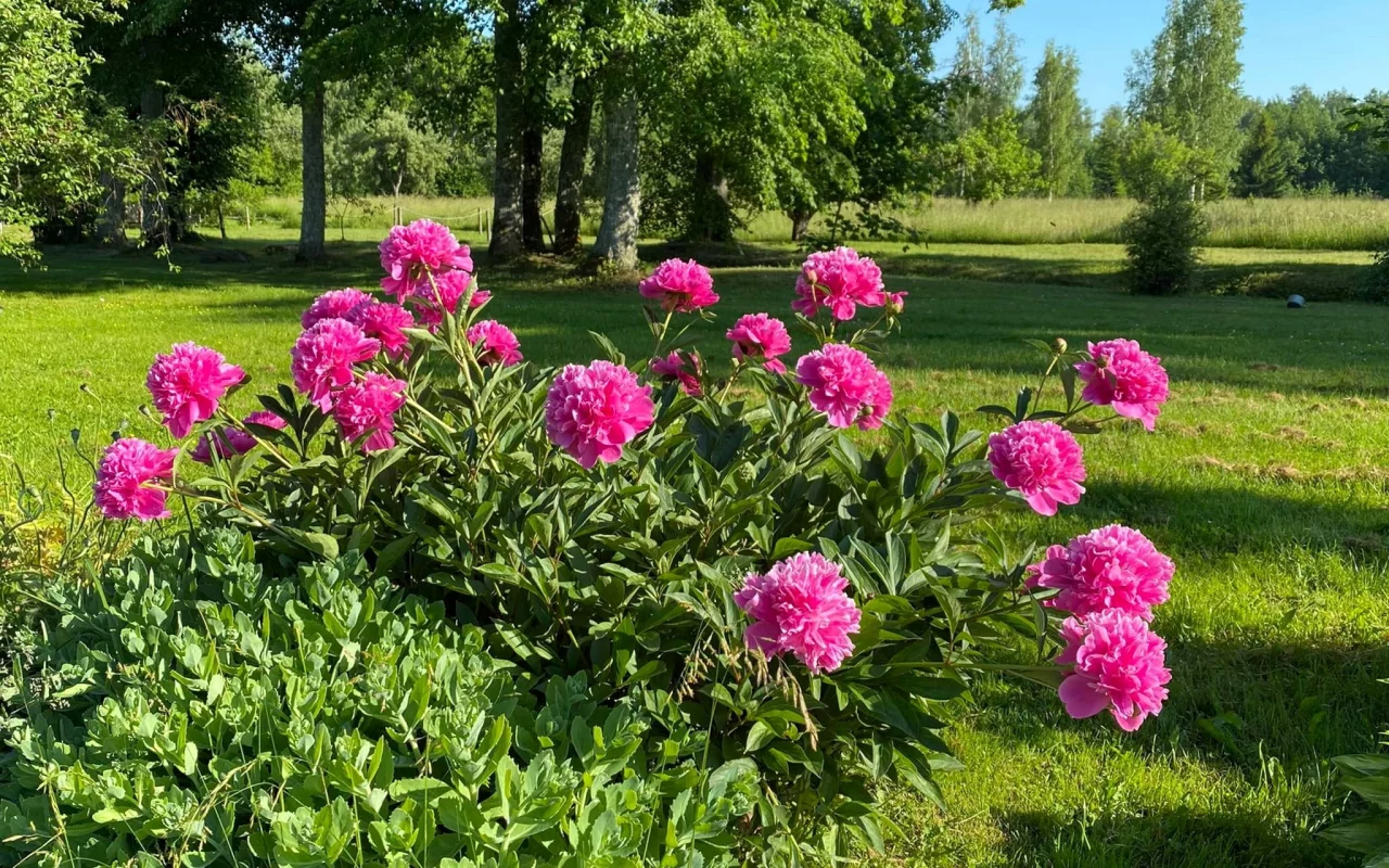 весна