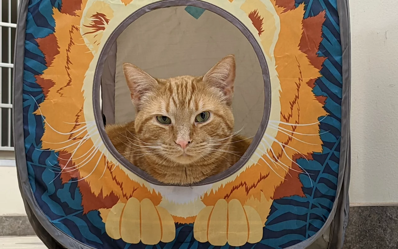 кот