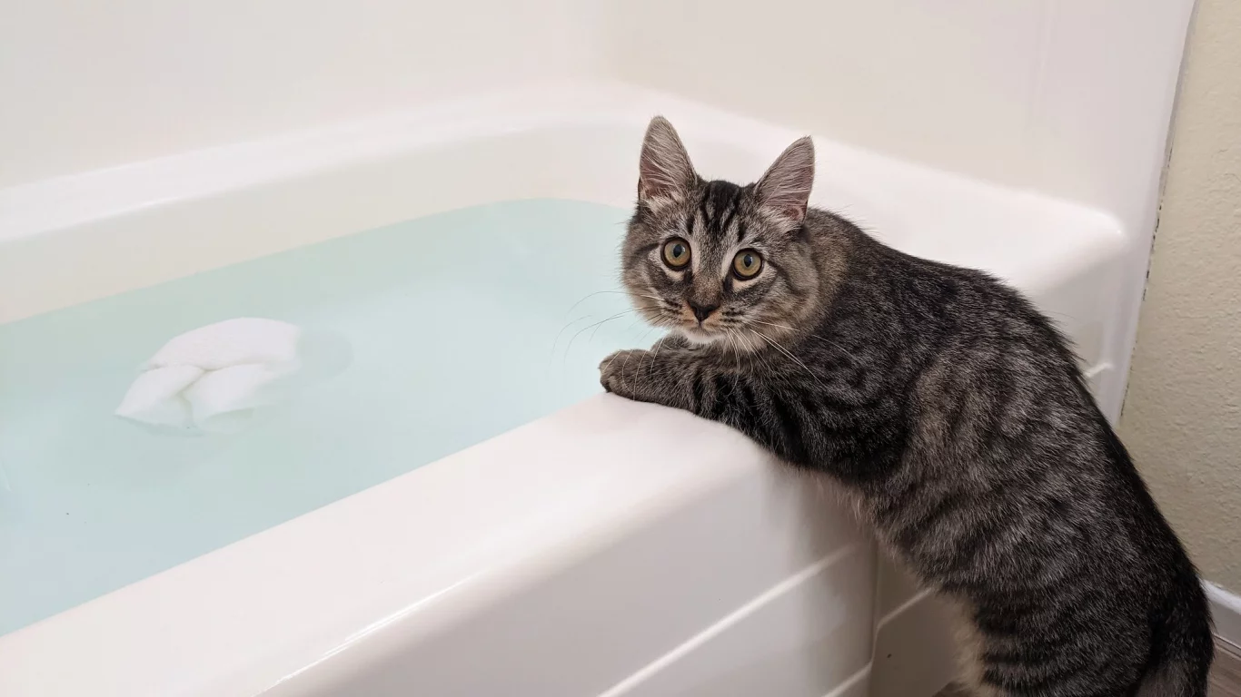 кот