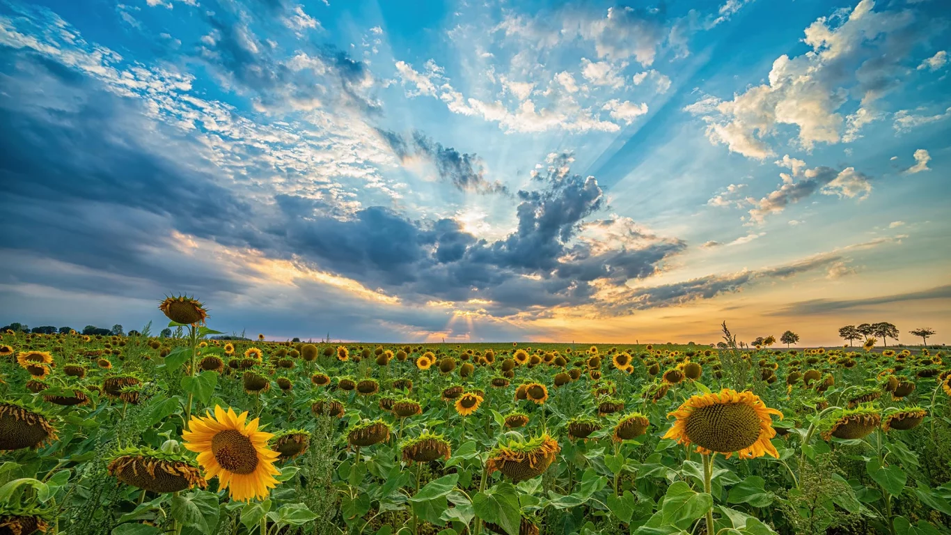 поле