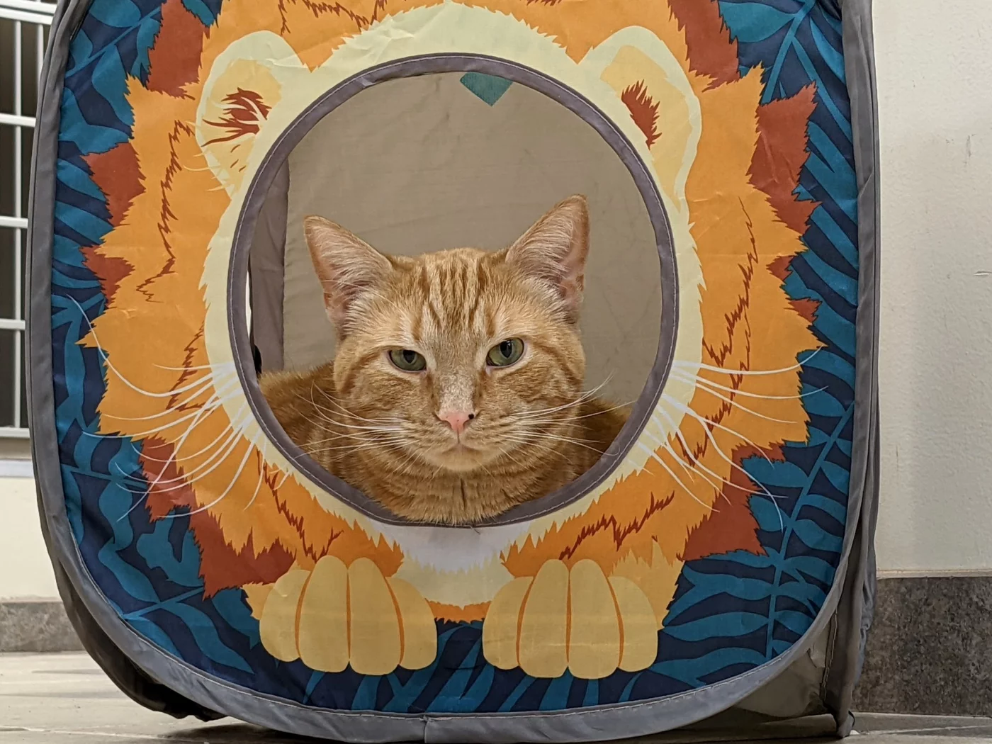 кот