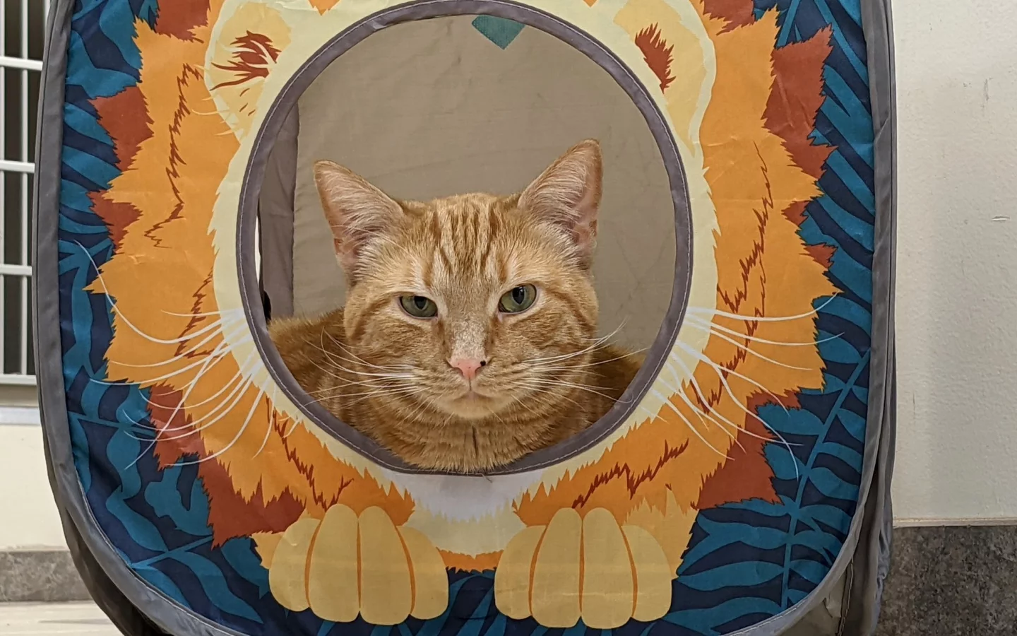 кот
