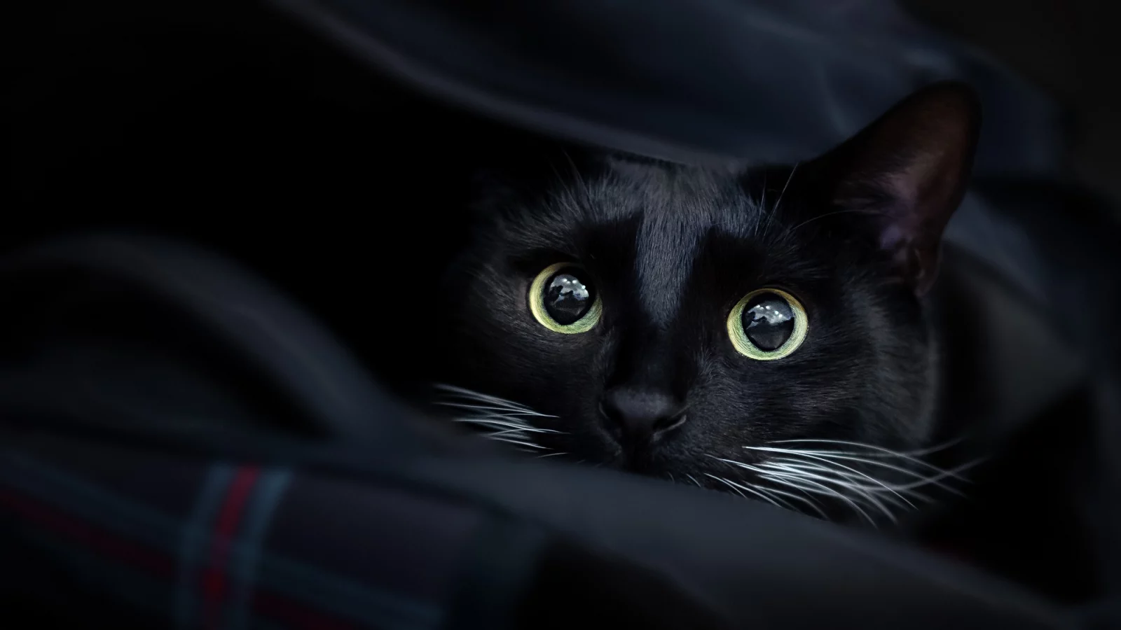 кот