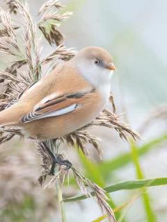 птица