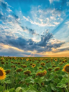 поле