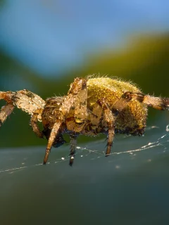 паук