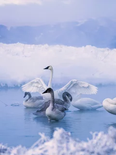 лебеди
