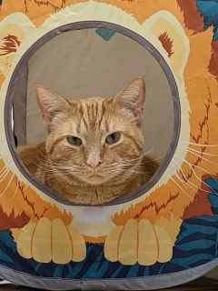 кот