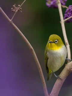птица