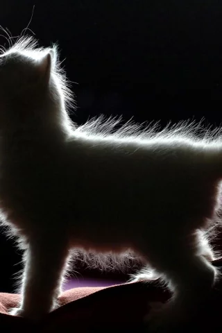 Котенок