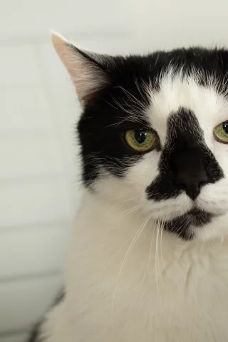 кот