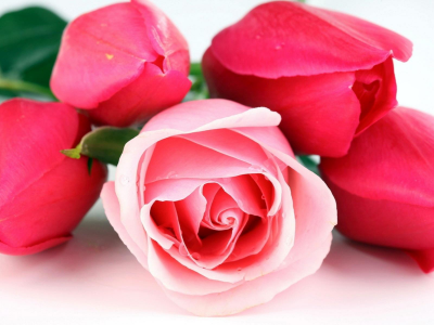Роза и тюльпаны