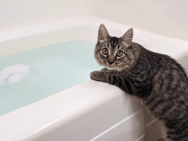 кот